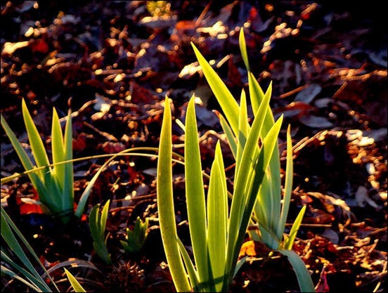 backlit-iris-leaves