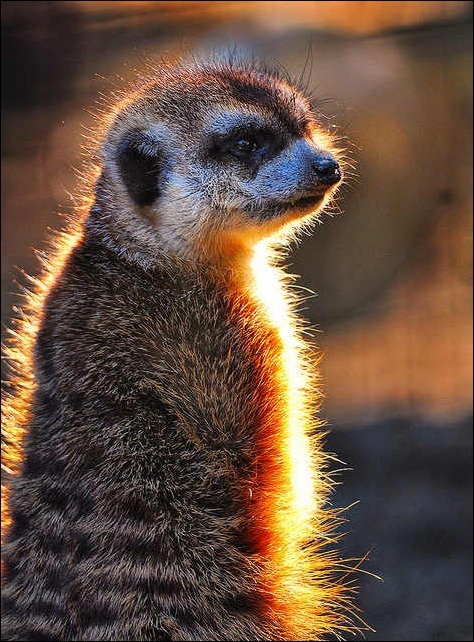 backlit-meerkat