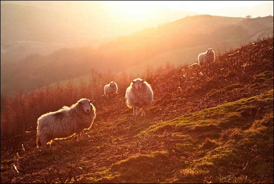 backlit-sheep