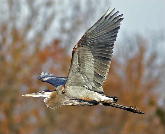 blue-heron-in-flight