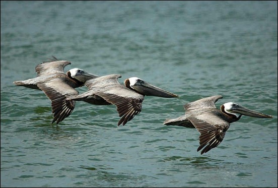 brown-pelican-in-flight