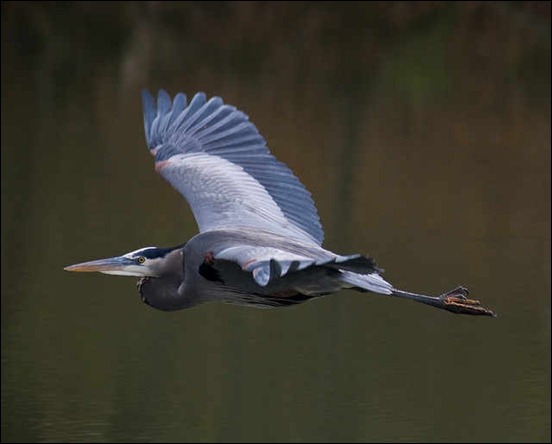 great-blue-heron-in-flight