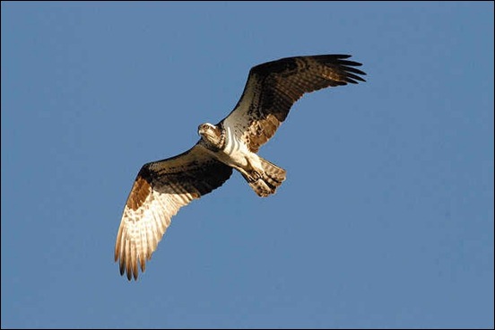 osprey-in-flight