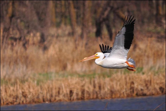 pelican-in-flight