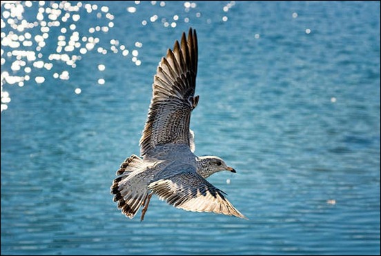 seagull-in-flight