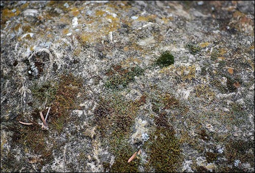 mossy-rock-texture