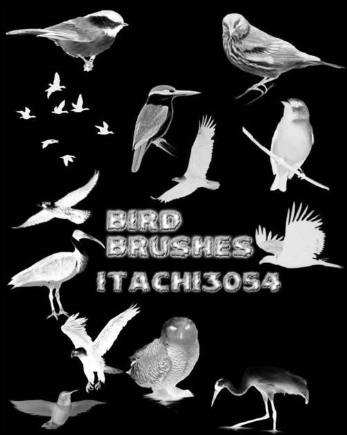 bird-brushes[13]