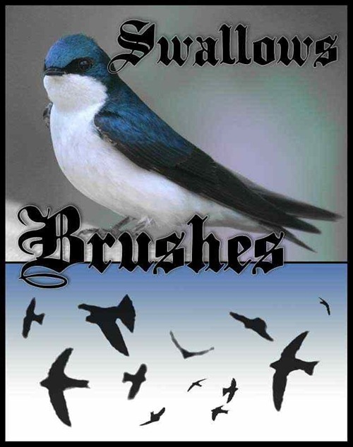 swallows-brushes