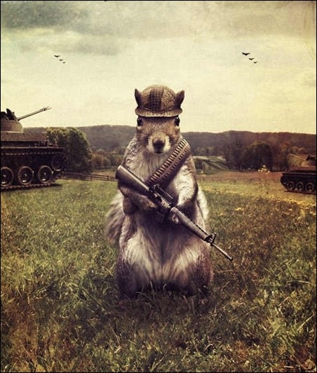 army-squirrel