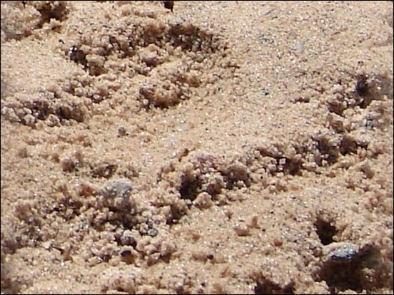 gritty-seamless-sand-texture