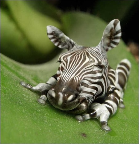 zebrafrog